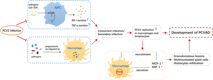 Frontiers  Porcine circovirus type 3: immunohistochemical detection in  lesions of naturally affected piglets