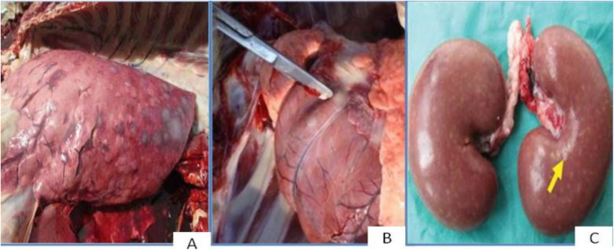 Review of sheep and goat pox disease: current updates on epidemiology,  diagnosis, prevention and control measures in Ethiopia | Animal Diseases |  Full Text