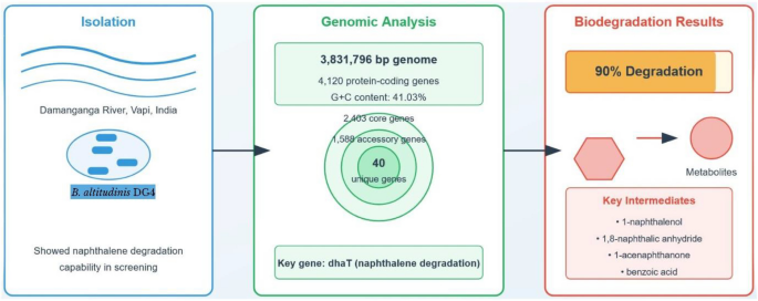 Genomic and biodegradation potential of Bacillus altitudinis DG4 for ...