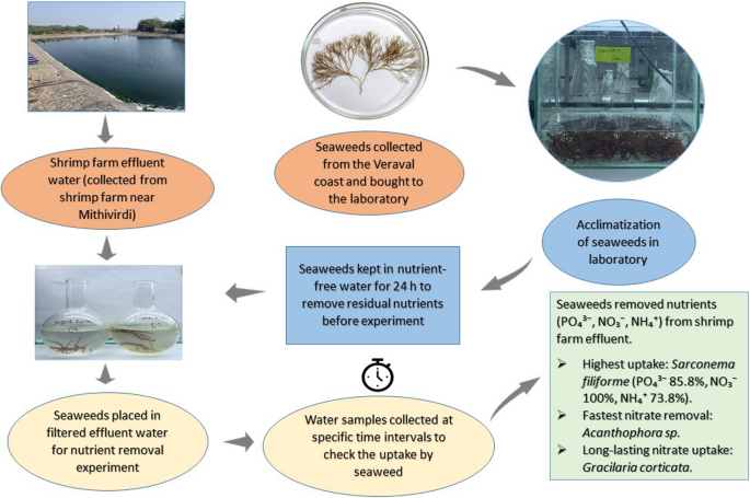 Time-course nutrient uptake efficiency of intertidal red seaweeds in ...