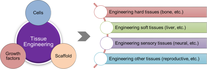tissue engineering essay figure 1