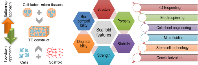 tissue engineering essay figure 3