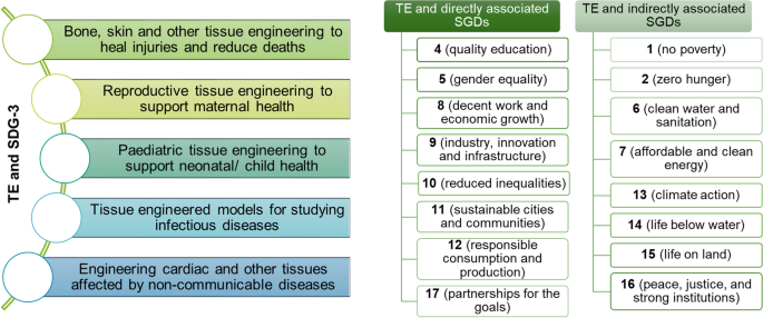 tissue engineering essay figure 5