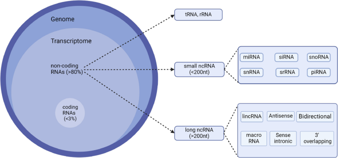Advancing non-coding RNA annotation with RNA sequence foundation models ...