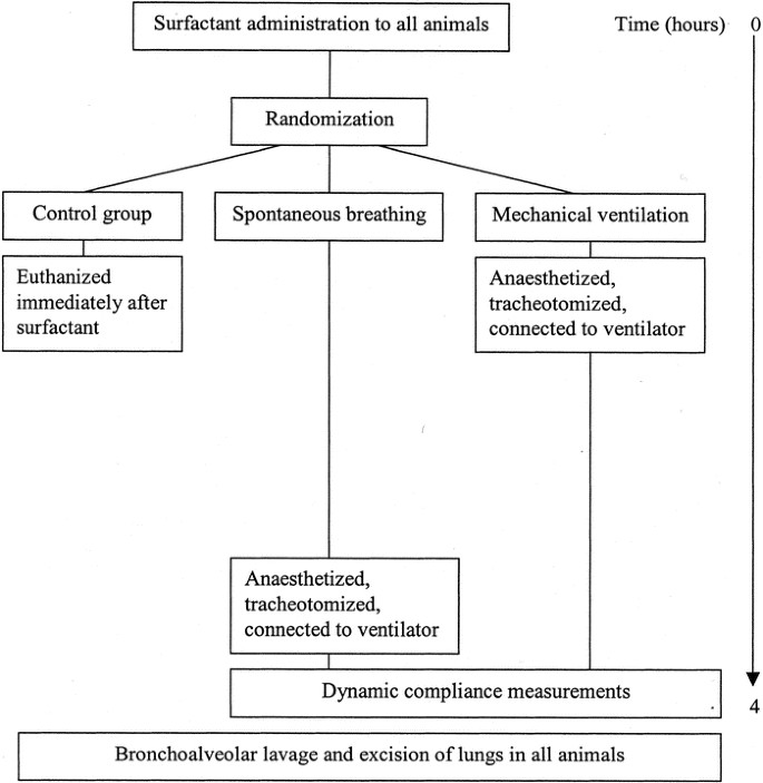 Spontaneous Breathing or Mechanical Ventilation Alters Lung Compliance and Tissue Association of Exogenous Surfactant in Preterm Newborn Rabbits | Pediatric Research Spontaneous Breathing or Mechanical Ventilation Alters Lung Compliance and Tissue Association of Exogenous Surfactant in Preterm Newborn Rabbits | Pediatric Research