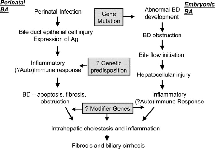 Unraveling The Pathogenesis And Etiology Of Biliary Atresia Pediatric Research