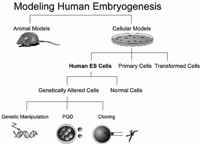 Human Embryonic Stem Cells as a Powerful Tool for Studying Human  Embryogenesis | Pediatric Research