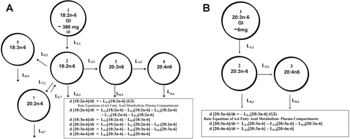 Compartmental Analyses Of Plasma 13 C And 2 H Labeled N 6 Fatty Acids Arising From Oral Administrations Of 13 C U 18 2n 6 And 2 H 5 3n 6 In Newborn Infants Pediatric Research Compartmental Analyses Of Plasma 13 C And 2 H Labeled N 6 Fatty Acids Arising From Oral Administrations Of 13 C U 18 2n 6 And 2 H 5 3n 6 In Newborn Infants Pediatric Research