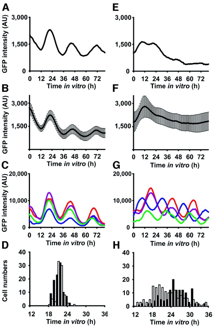 Constant Light Disrupts the Developing Mouse Biological Clock | Pediatric  Research