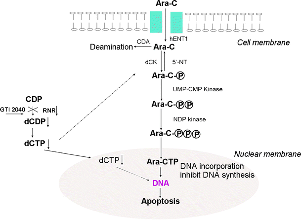Biochemical Modulation of Aracytidine (Ara-C) Effects by GTI-2040, a  Ribonucleotide Reductase Inhibitor, in K562 Human Leukemia Cells |  SpringerLink
