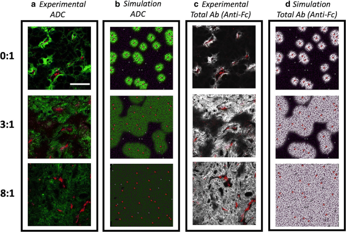 drug-conjugates-for-the-treatment-of-lung-cancer-from-drug-discovery-to-clinical-practice-experimental-hematology-oncology-full-text