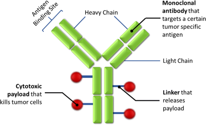 Capturing The Magic Bullet Pharmacokinetic Principles And Modeling Of Antibody Drug Conjugates Springerlink Capturing The Magic Bullet Pharmacokinetic Principles And Modeling Of Antibody Drug Conjugates Springerlink