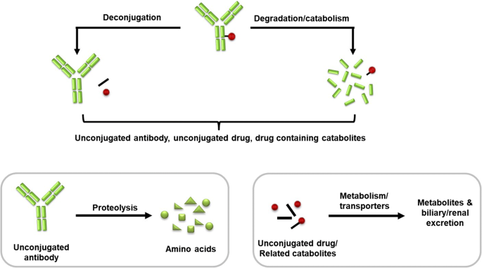 Capturing The Magic Bullet Pharmacokinetic Principles And Modeling Of Antibody Drug Conjugates Springerlink