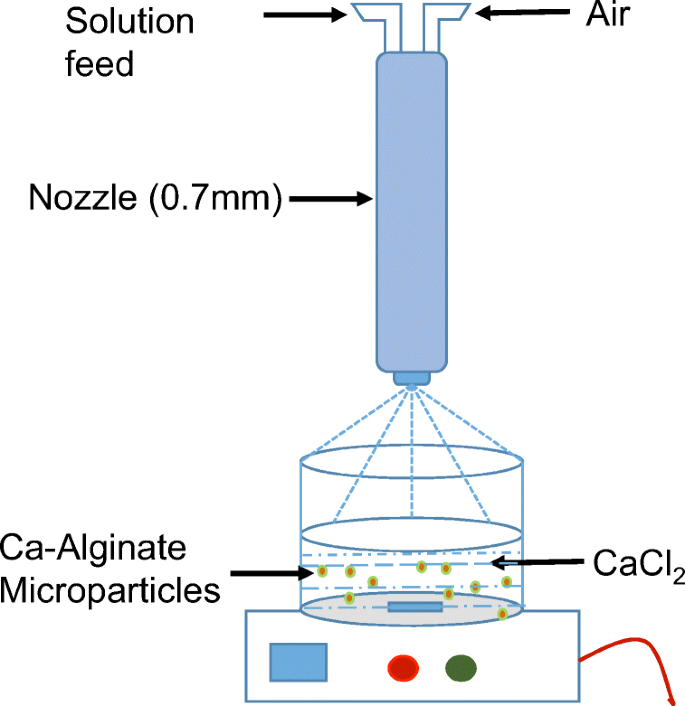 Alginate Microspheres Elicit Innate M1 Inflammatory Response In Macrophages Leading To Bacillary Killing Springerlink
