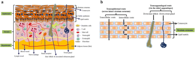 Emerging Nanomedicines For The Treatment Of Atopic Dermatitis Springerlink