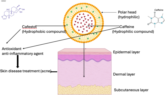 Skin Penetration of Caffeine and Cafestol using Liposomes: Exploring the Benefits of a Combined Delivery System | AAPS PharmSciTech | Springer Nature Link Skin Penetration of Caffeine and Cafestol using Liposomes: Exploring the Benefits of a Combined Delivery System | AAPS PharmSciTech | Springer Nature Link