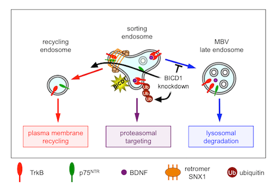 Bicaudal‐D1 regulates the intracellular sorting and signalling of ...