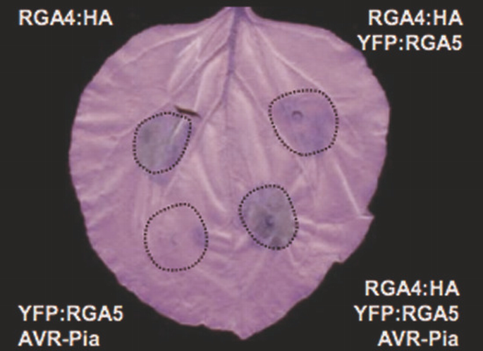 The NB‐LRR proteins RGA4 and RGA5 interact functionally and physically ...