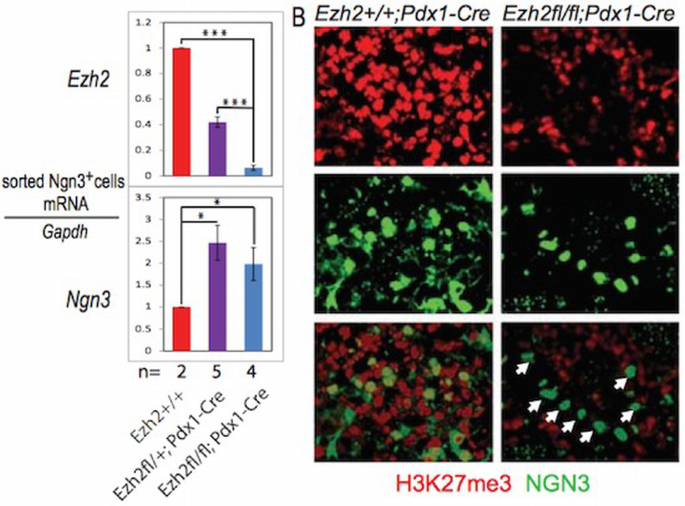 Dynamics of genomic H3K27me3 domains and role of EZH2 during pancreatic ...