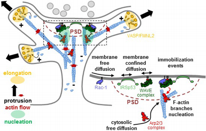 Nanoscale segregation of actin nucleation and elongation factors ...