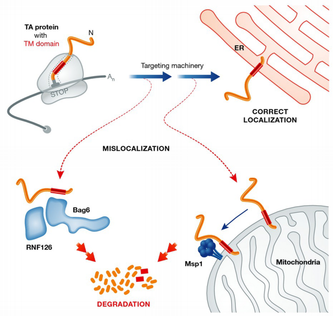 Msp1: patrolling mitochondria for lost proteins | The EMBO Journal ...