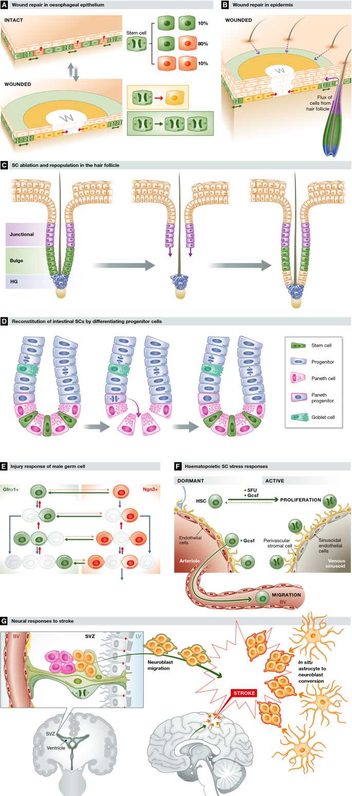 Switching roles: the functional plasticity of adult tissue stem cells ...