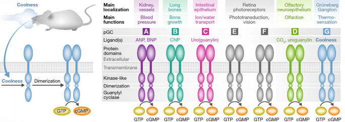 It's cold, mom! It's cyclic GMP | The EMBO Journal | Springer Nature Link