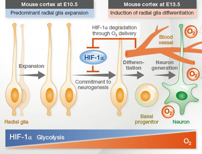 Relief of hypoxia by angiogenesis promotes neural stem cell ...