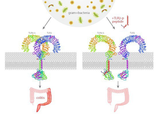 Neutralization of pro‐inflammatory monocytes by targeting TLR2 ...