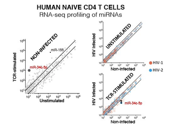 miRNA profiling of human naive CD4 T cells links miR‐34c‐5p to cell ...