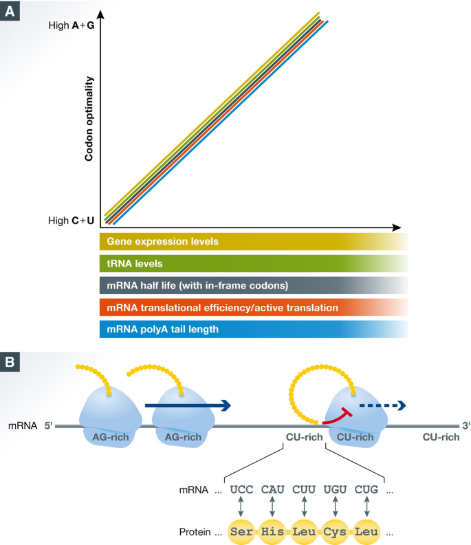 A code within a code: how codons influence mRNA stability | The EMBO ...