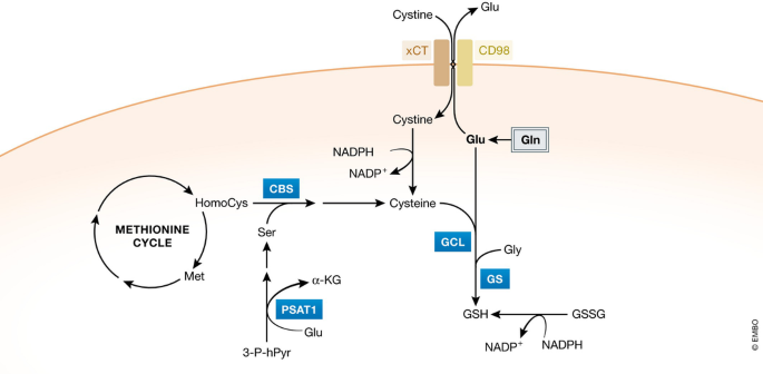 glutathione and n acetyl cysteine nac NAC