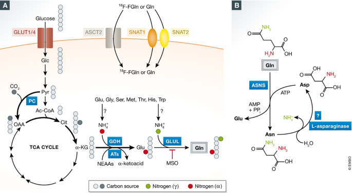 glutathione cyanine Frontiers