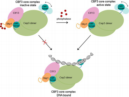 Structural basis for assembly of the CBF3 kinetochore complex | The ...