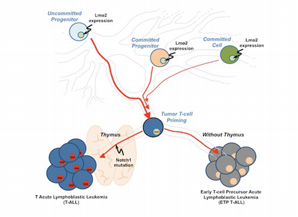 Lmo2 expression defines tumor cell identity during T‐cell ...