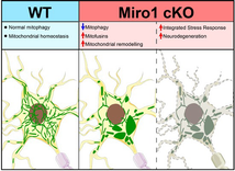 Loss of neuronal Miro1 disrupts mitophagy and induces hyperactivation ...