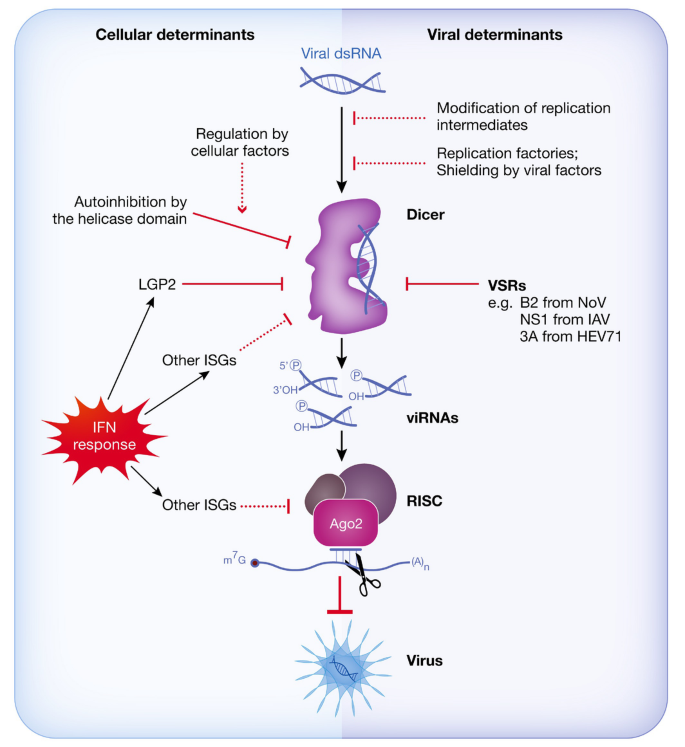 Slicing and dicing viruses: antiviral RNA interference in mammals | The ...