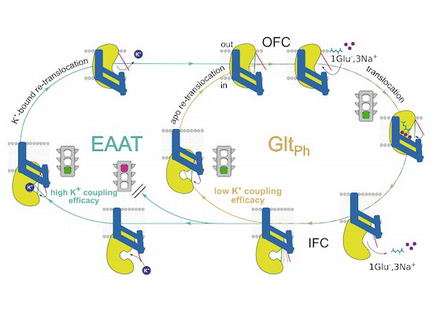 Allosteric gate modulation confers K+ coupling in glutamate ...