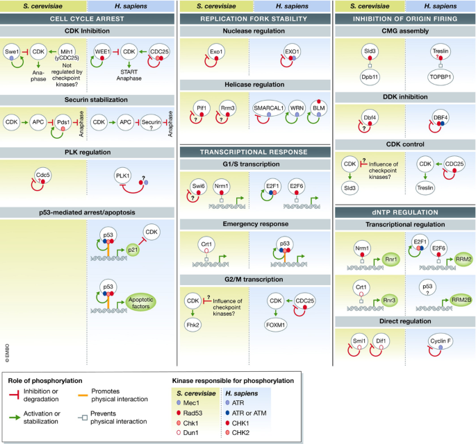 DNA damage kinase signaling: checkpoint and repair at 30 years | The ...