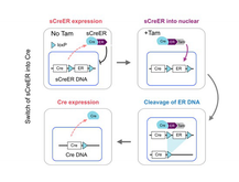 Generation of a self‐cleaved inducible Cre recombinase for efficient ...