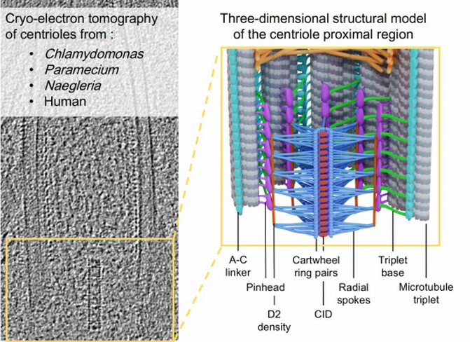 Cartwheel Model Architecture of the centriole cartwheelâcontaining region revealed by ...
