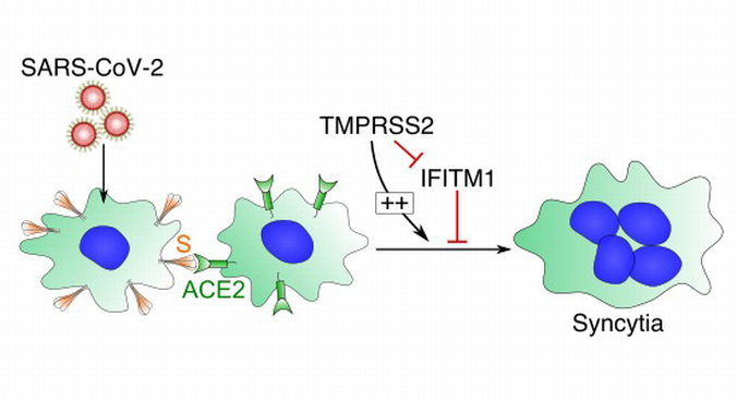 Syncitia Syncytia formation by SARS‐CoV‐2‐infected cells | The EMBO Journal ...