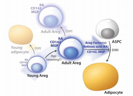 Mammalian adipogenesis regulator (Areg) cells use retinoic acid ...