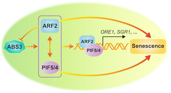 ARF2‐PIF5 interaction controls transcriptional reprogramming in the ...