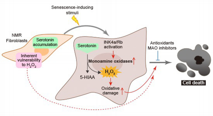 Cellular senescence induction leads to progressive cell death via the ...
