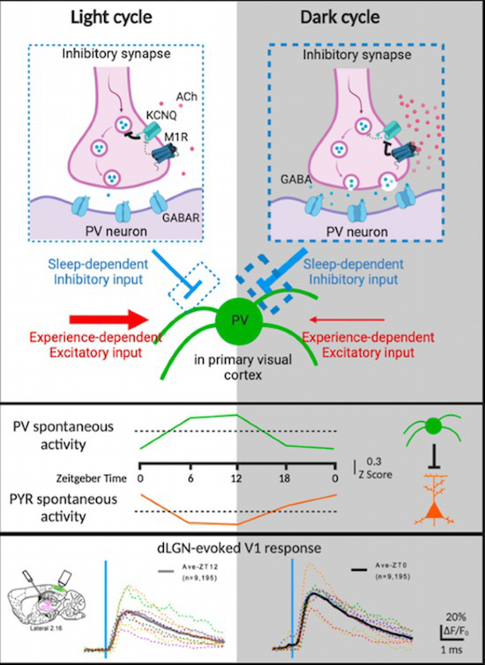 Circadian time‐ and sleep‐dependent modulation of cortical parvalbumin ...