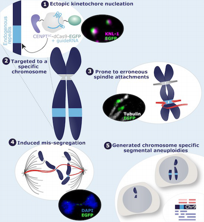 Targeted assembly of ectopic kinetochores to induce chromosome‐specific ...