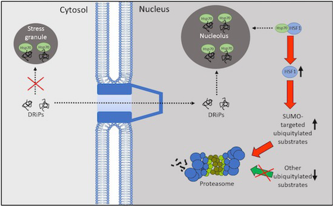 Cytosolic stress granules relieve the ubiquitin‐proteasome system in ...