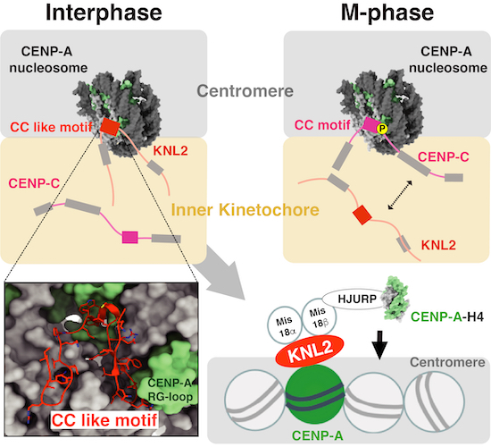 The cryo‐EM structure of the CENP‐A nucleosome in complex with ggKNL2 ...