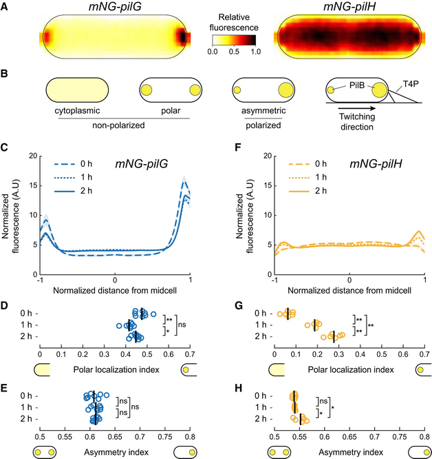 新しいタイプの薬剤は、抗生物質耐性対策に役立つ(New drug types can help counter antibiotic resistance)